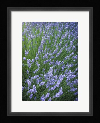 Framed Purple Wildflowers Print