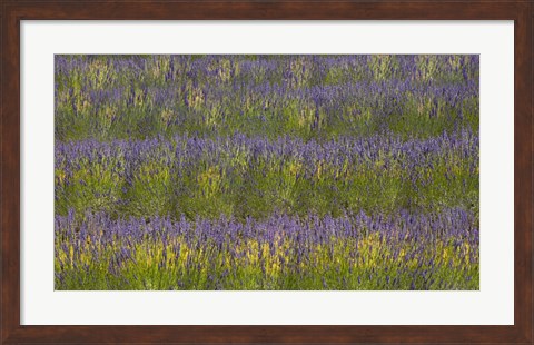 Framed Field of Purple Print