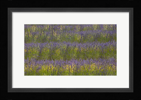Framed Field of Purple Print