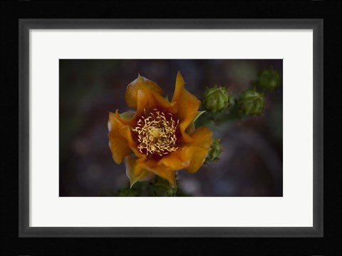 Framed Close Up of Orange Flower Print