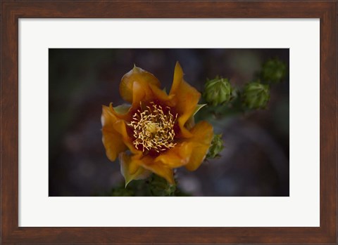 Framed Close Up of Orange Flower Print
