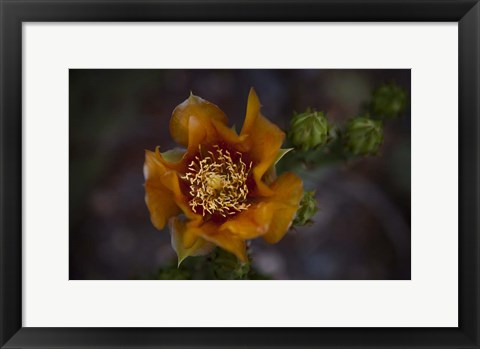 Framed Close Up of Orange Flower Print