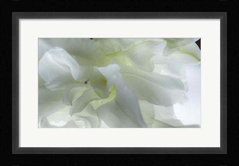 Framed Close Up of White Flower Print