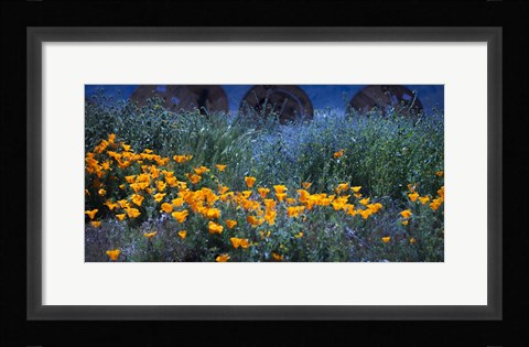 Framed Field of Orange Flowers Print