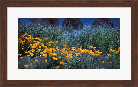 Framed Field of Orange Flowers Print