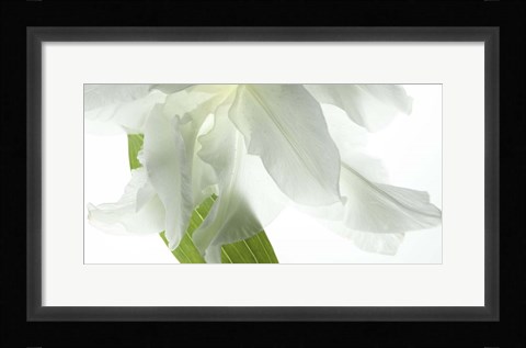 Framed White Petals Print