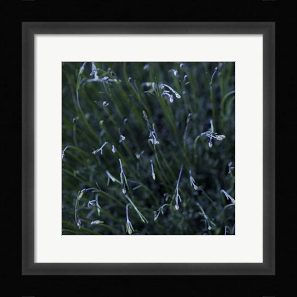 Framed Tendrils Print