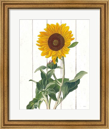 Framed Cottage Sunflower Print