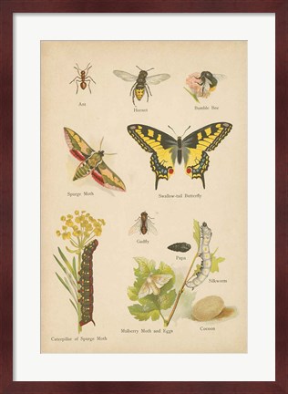 Framed Natural History Book VI Print