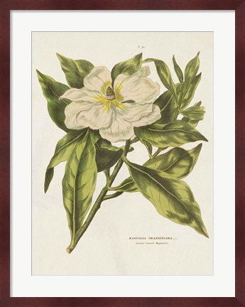 Framed Herbal Botanical II Flower Print