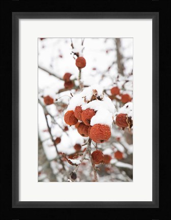 Framed Snowcapped Print
