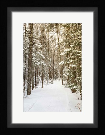 Framed Through the Woods Print