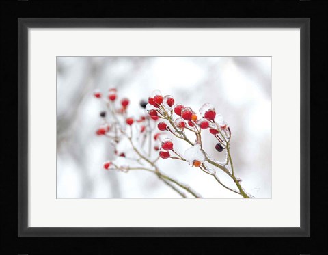 Framed Winter Berries II Print