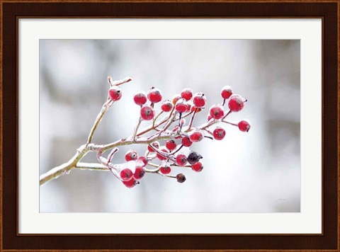 Framed Winter Berries I Print