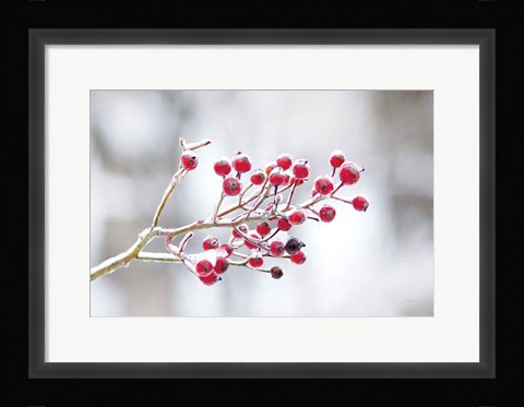 Framed Winter Berries I Print