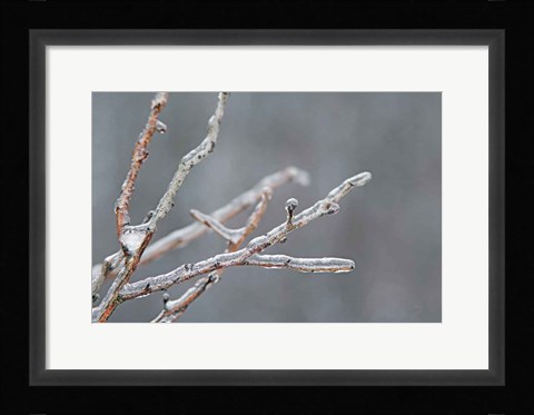 Framed Glistening Branches II Print