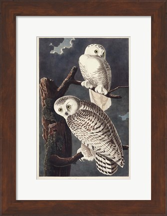 Framed Pl 121 Snowy Owl Print
