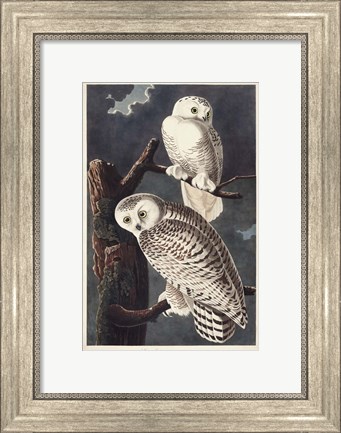 Framed Pl 121 Snowy Owl Print