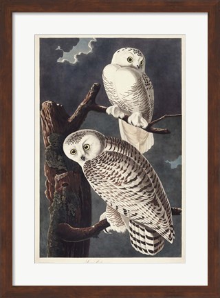 Framed Pl 121 Snowy Owl Print