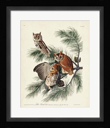 Framed Pl 97 Little Screech Owl Print