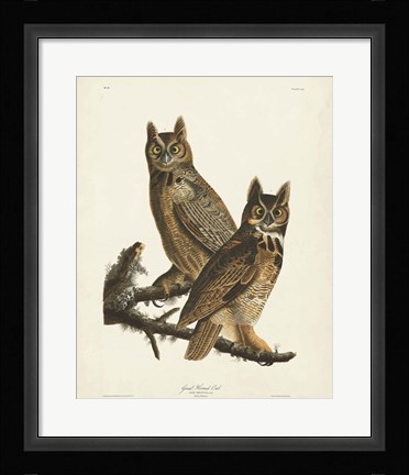 Framed Pl 61 Great Horned Owl Print