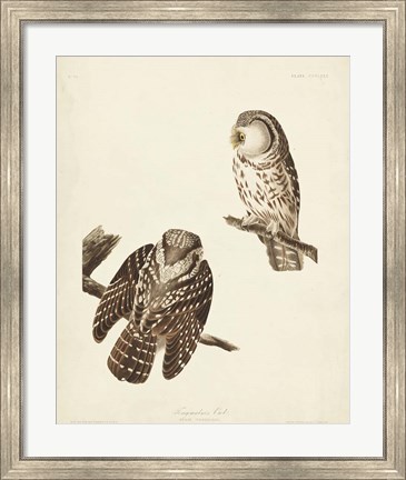 Framed Pl 380 Tengmalm&#39;s Owl Print