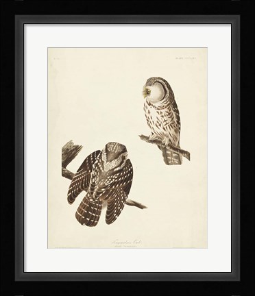 Framed Pl 380 Tengmalm's Owl Print