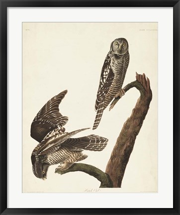 Framed Pl 378 Hawk Owl Print