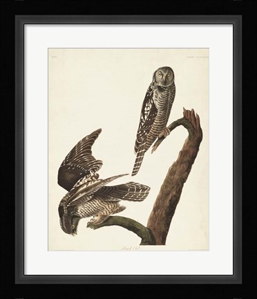 Framed Pl 378 Hawk Owl Print