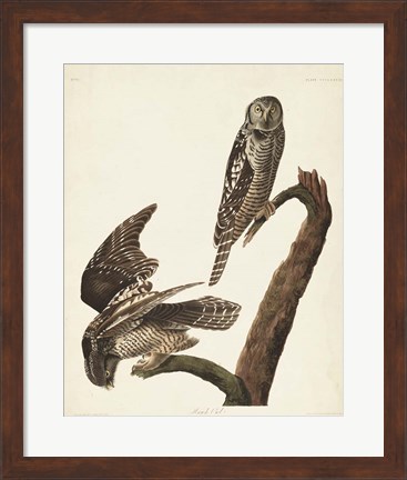 Framed Pl 378 Hawk Owl Print