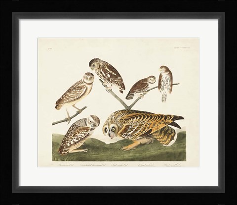 Framed Pl 432 Burrowing Owl Print
