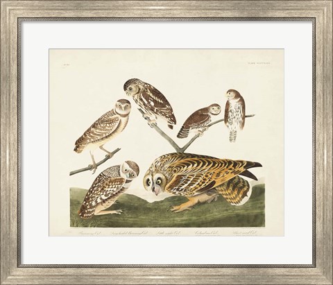 Framed Pl 432 Burrowing Owl Print