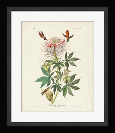 Framed Pl 379 Ruff-necked Hummingbird Print