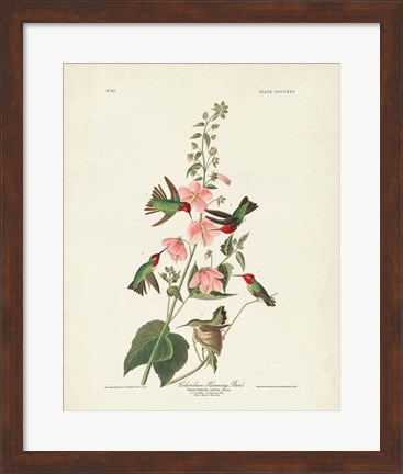 Framed Pl 425 Columbian Hummingbird Print