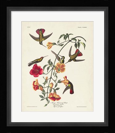 Framed Pl 184 Mango Hummingbird Print