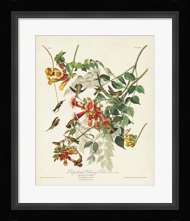 Framed Pl 47 Ruby-throated Hummingbird Print