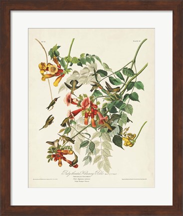 Framed Pl 47 Ruby-throated Hummingbird Print