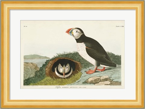 Framed Pl 213 Puffin Print
