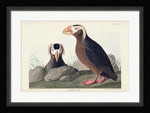 Framed Pl 249 Tufted Auk Print
