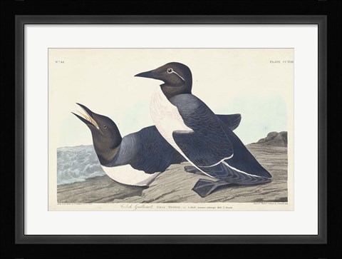 Framed Pl 218 Foolish Guillemot Print