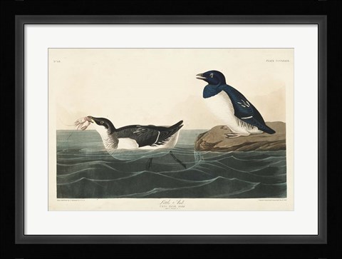 Framed Pl 339 Little Auk Print