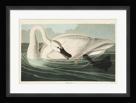 Framed Pl 406 Trumpeter Swan Print