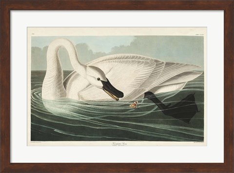 Framed Pl 406 Trumpeter Swan Print
