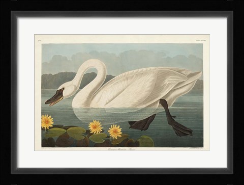Framed Pl 411 Common American Swan Print