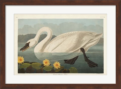 Framed Pl 411 Common American Swan Print