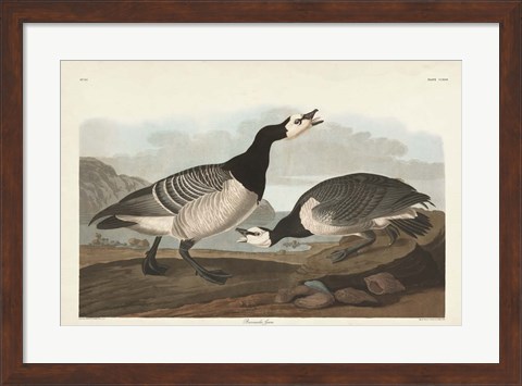 Framed Pl 296 Barnacle Goose Print