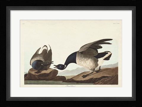 Framed Pl 391 Brant Goose Print