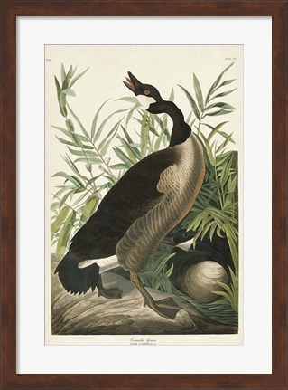Framed Pl 201 Canada Goose Print