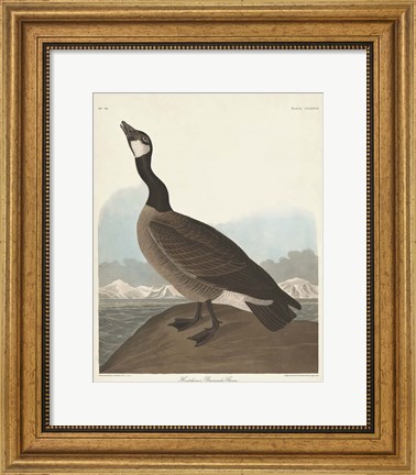 Framed Pl 277 Hutchinss Barnacle Goose Print