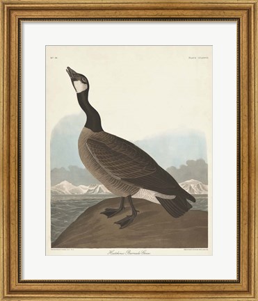 Framed Pl 277 Hutchinss Barnacle Goose Print
